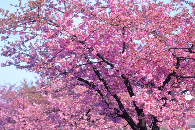 桜の種類 の見分け方 どこを見ればいい 見頃は やすやすな日常